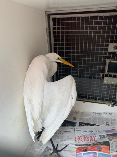 The egret standing in a pen at a sanctuary where it is being cared for